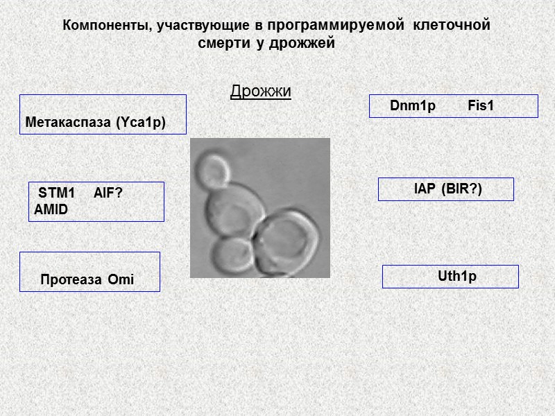 Дрожжи  Метакаспаза (Yca1p)          
